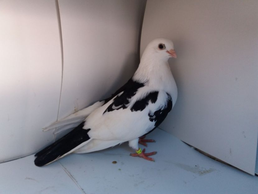 mascul  2017 - Plecați ALBUM 1