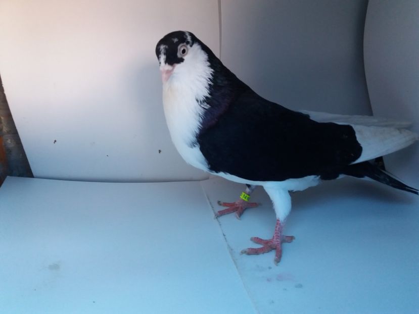 mascul  2017 - Plecați ALBUM 1