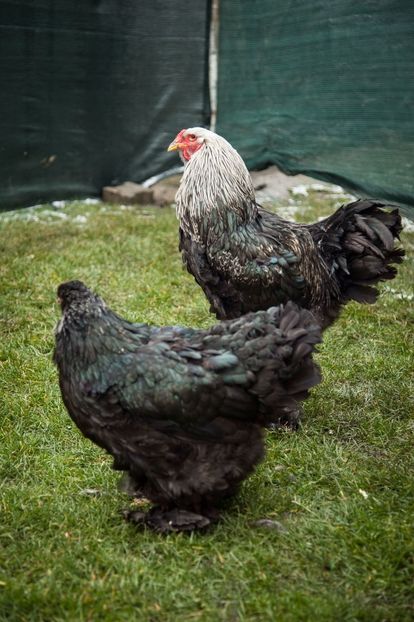 Image386 - Brahma mestecaniu matca pt anul 2020