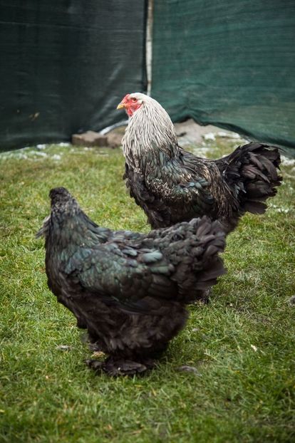 Image387 - Brahma mestecaniu matca pt anul 2020