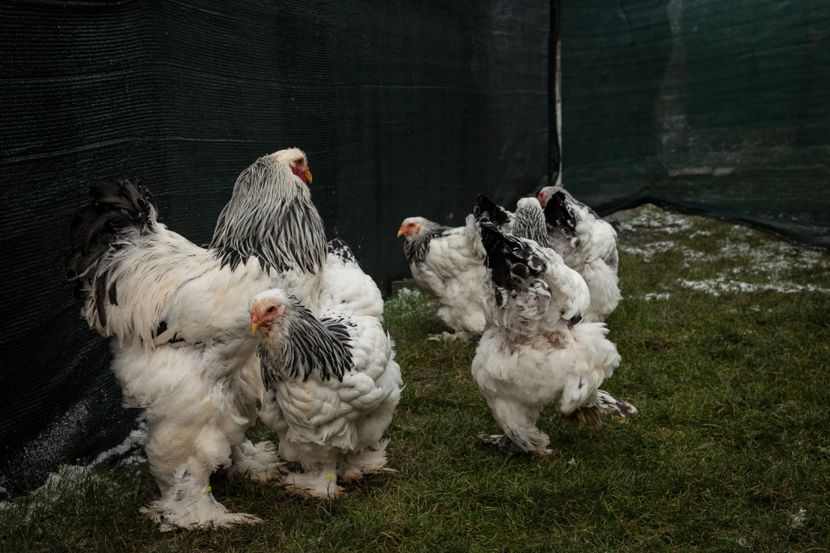 Image115 - 0 Brahma herminat deschis matca anul 2021