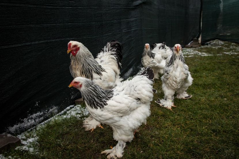 Image118 - 0 Brahma herminat deschis matca anul 2021