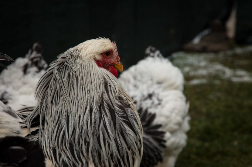 Image122 - 0 Brahma herminat deschis matca anul 2021