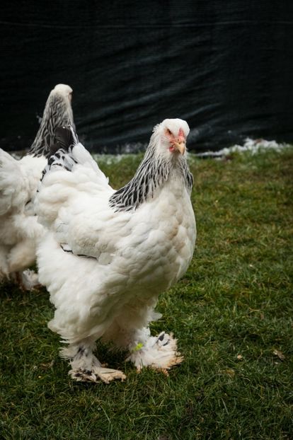 Image253 - 0 Brahma herminat deschis matca anul 2021