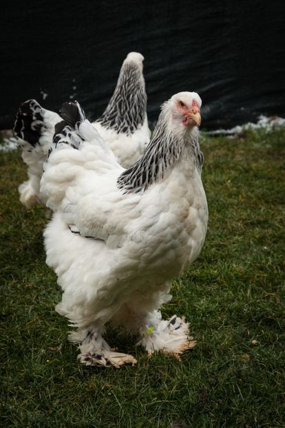 Image254 - 0 Brahma herminat deschis matca anul 2021