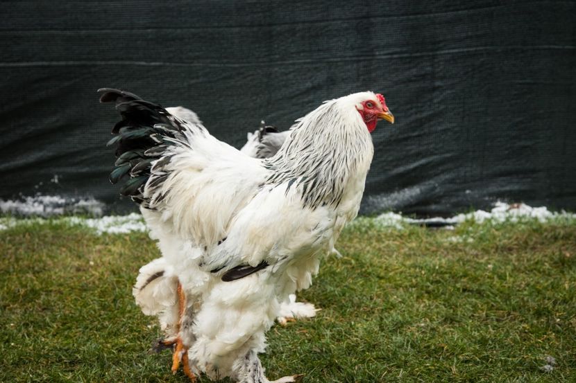 Image259 - 0 Brahma herminat deschis matca anul 2021