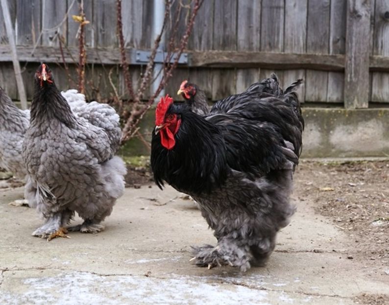  - 0 Cochinchina urias albastru matca 2021