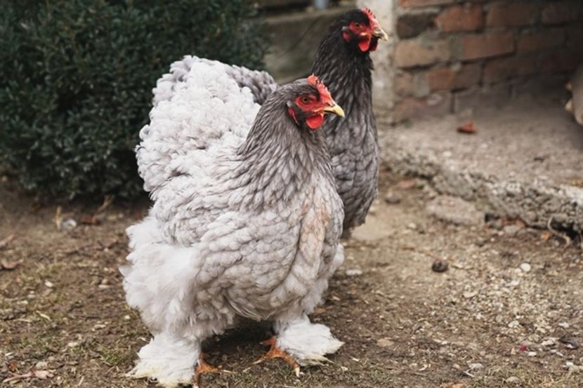  - 0 Cochinchina urias albastru matca 2021