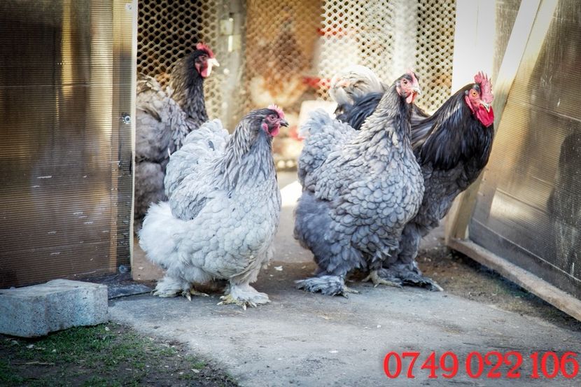  - 0 Cochinchina urias albastru matca 2021