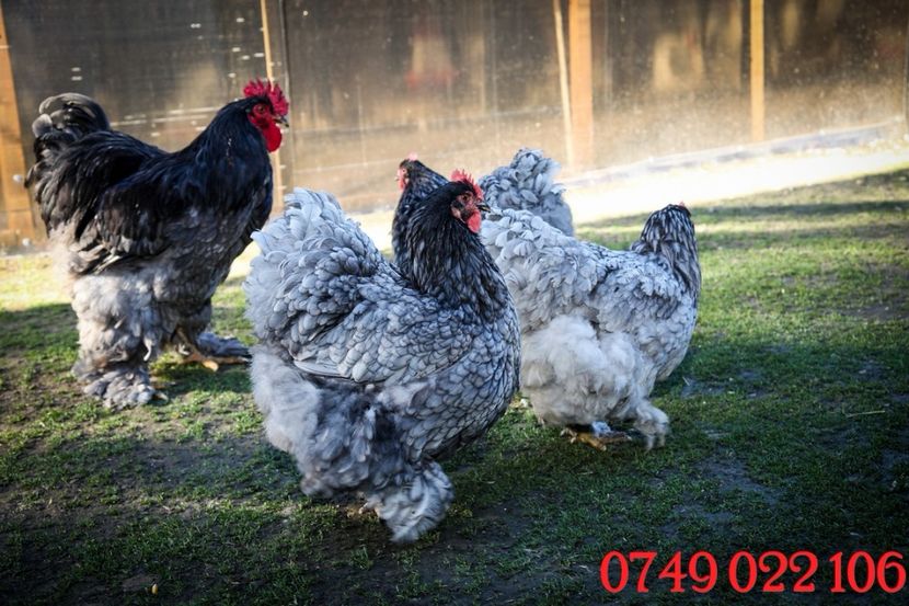  - 0 Cochinchina urias albastru matca 2021