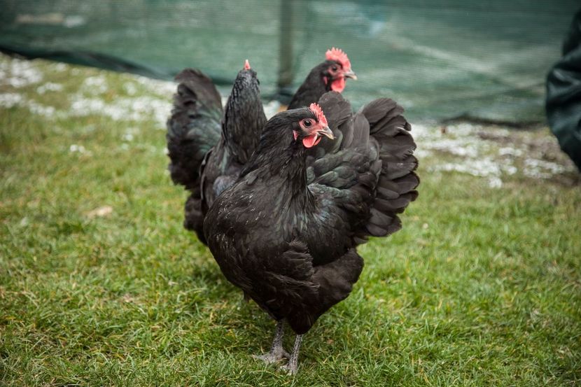 Image314 - 0 Australorp matca pt anul 2021