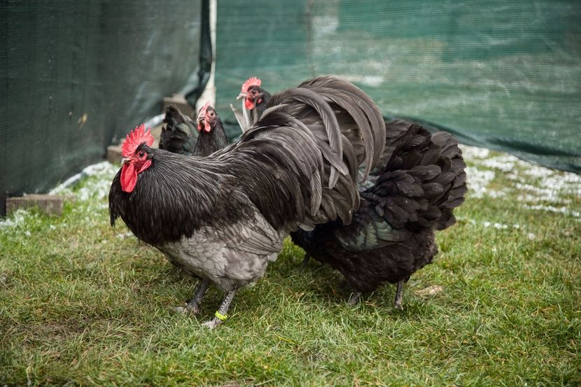 Image318 - 0 Australorp matca pt anul 2021