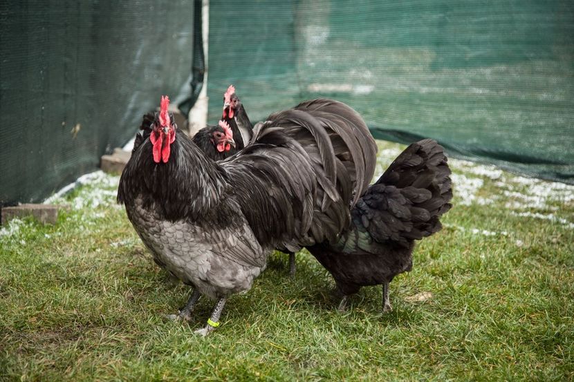 Image319 - 0 Australorp matca pt anul 2021