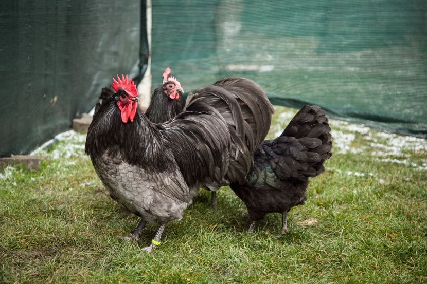 Image320 - 0 Australorp matca pt anul 2021