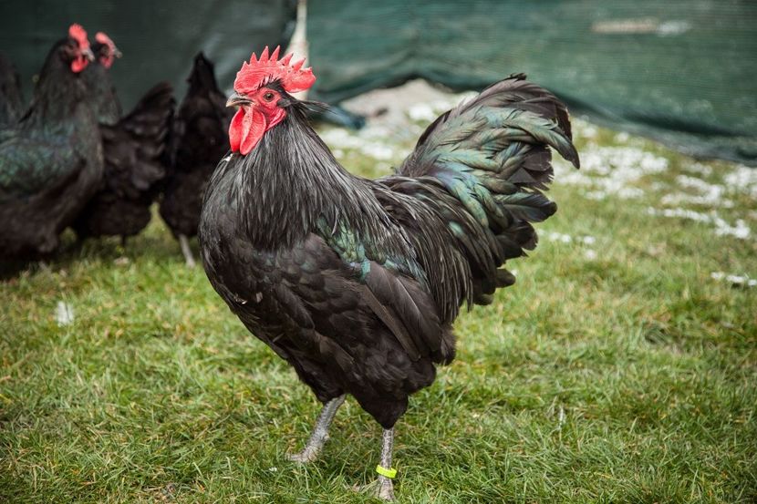 Image323 - 0 Australorp matca pt anul 2021