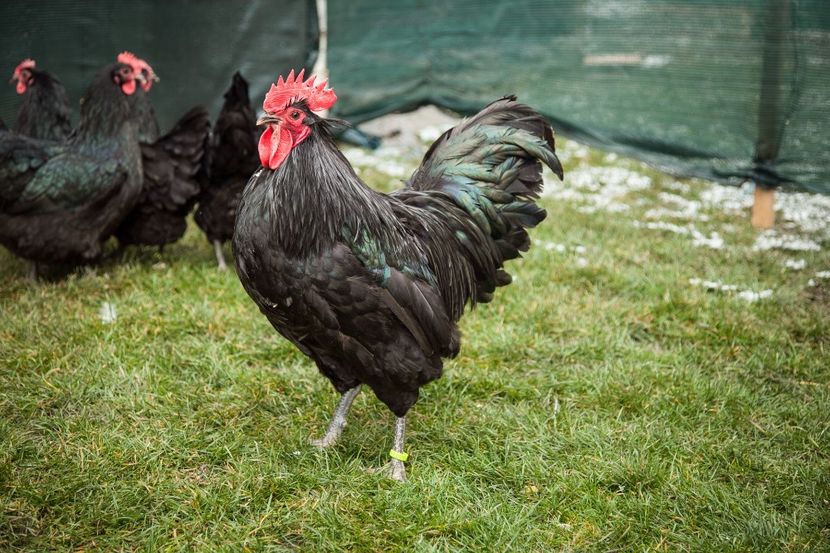 Image324 - 0 Australorp matca pt anul 2021