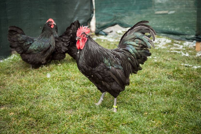 Image327 - 0 Australorp matca pt anul 2021