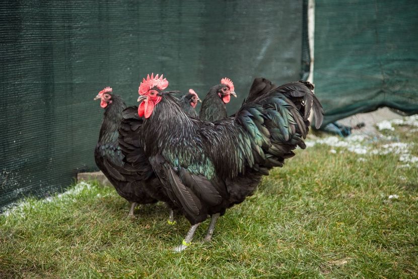 Image335 - 0 Australorp matca pt anul 2021