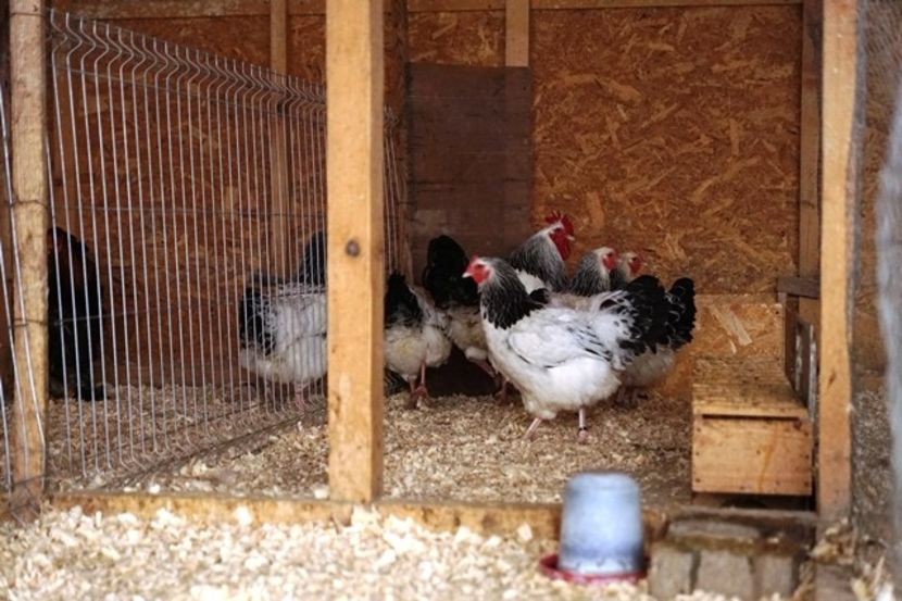  - 0 Sussex matca pt anul 2021