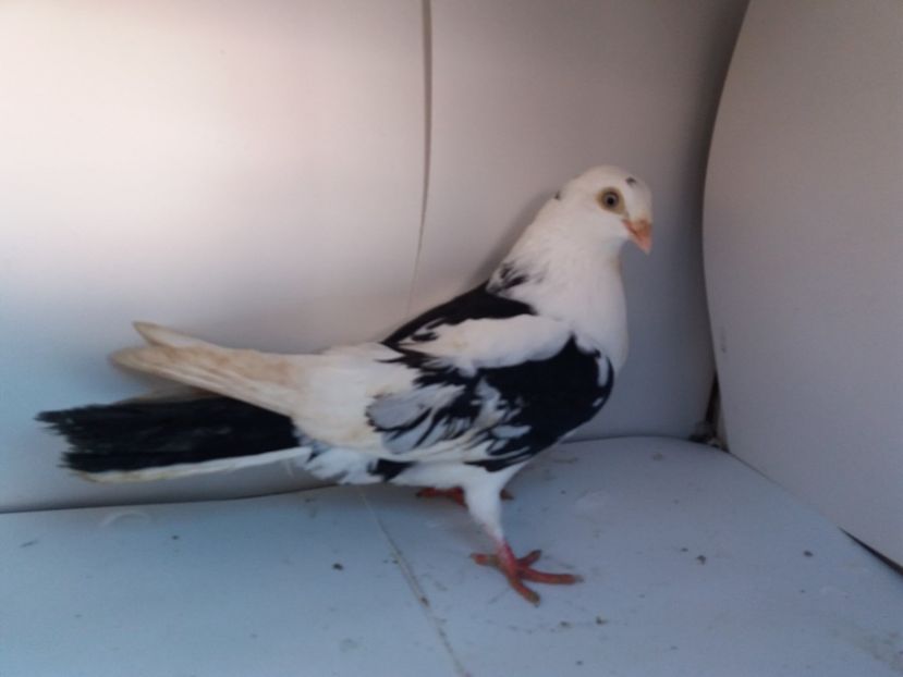 femelă  2017 - Plecați ALBUM 1