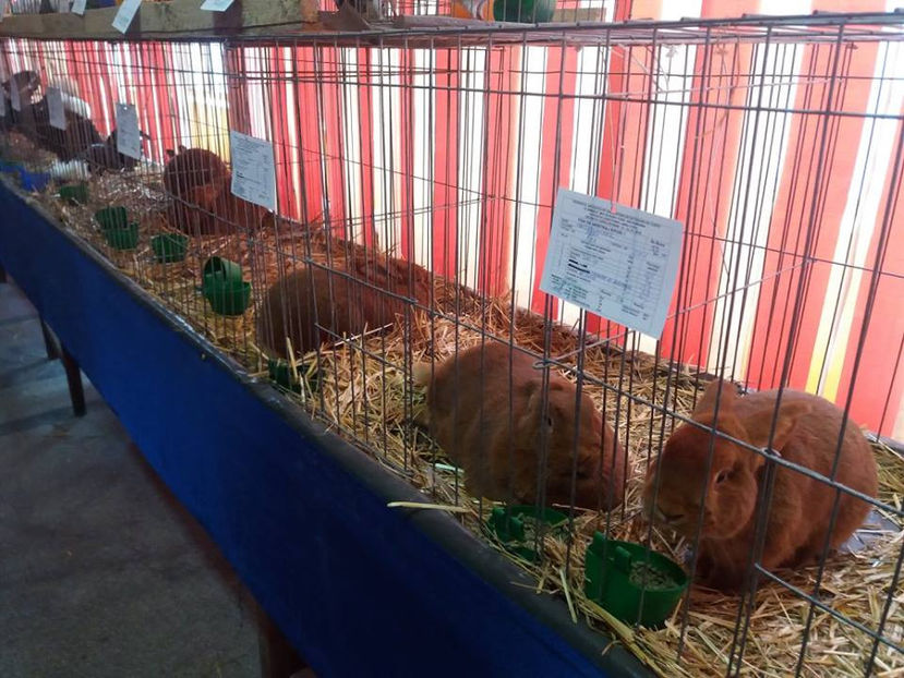  - Expo MEHEDINTI 2018