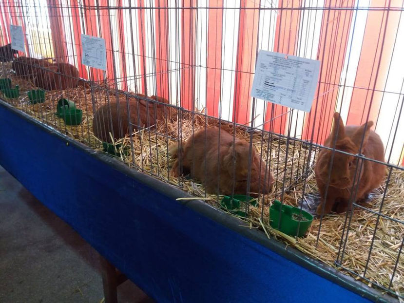  - Expo MEHEDINTI 2018