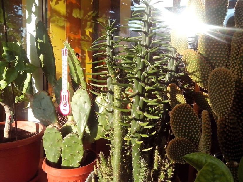 OpuntiaMegacantha,AustrocylindropuntiaSubulata, OpuntiaMicrodasys - Cactusi