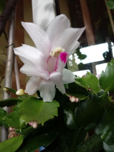 Schlumbergera - Schlumbergera