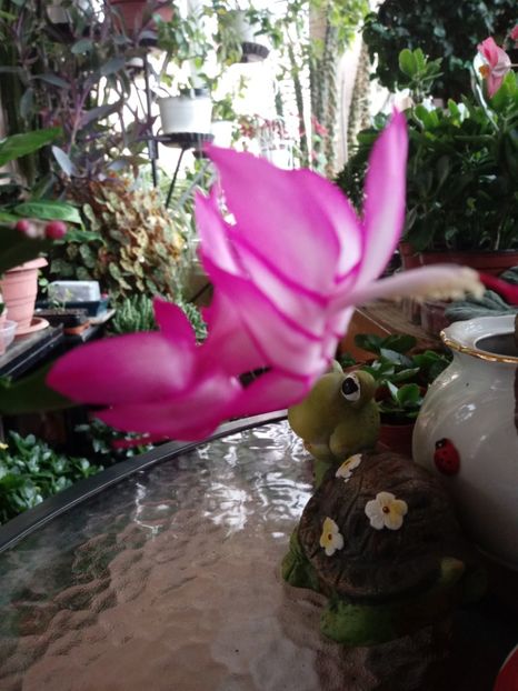 Schlumbergera - Schlumbergera