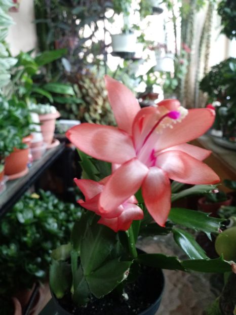 Schlumbergera - Schlumbergera