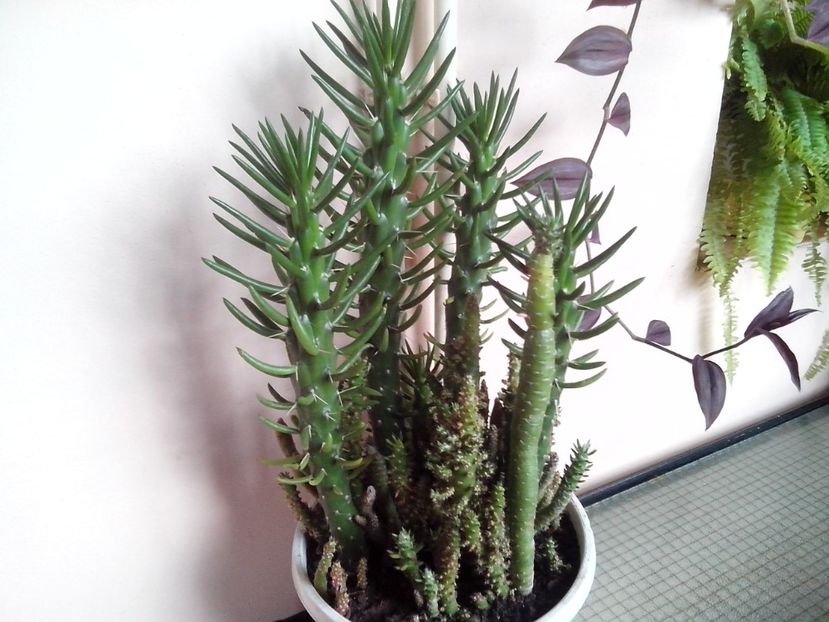 AustrocylindropuntiaSubulata - Cactusi