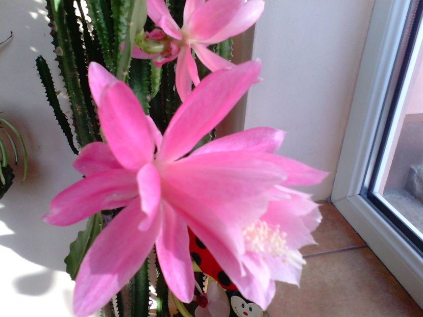 EpiphyllumPhyllanthoides - Epiphyllum