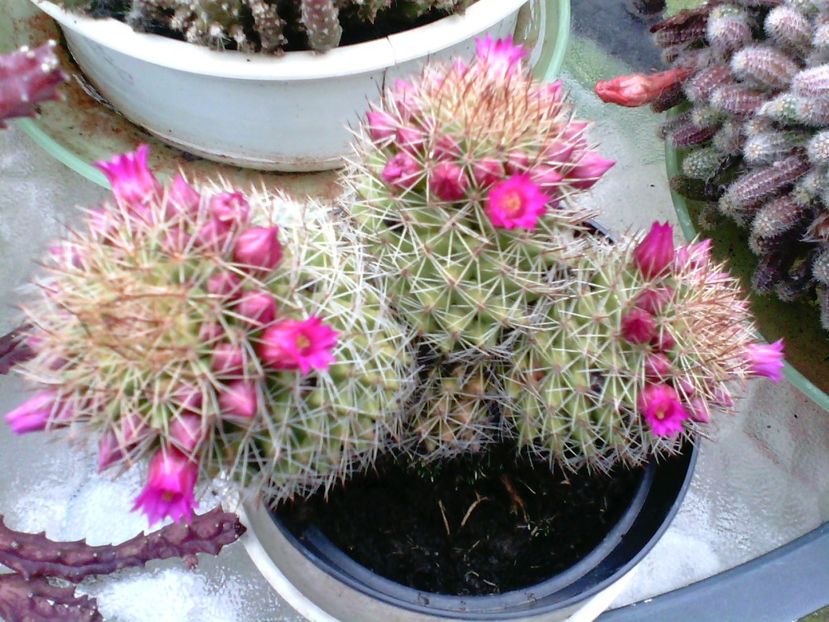 MammillariaBackebergiana - Mammillaria