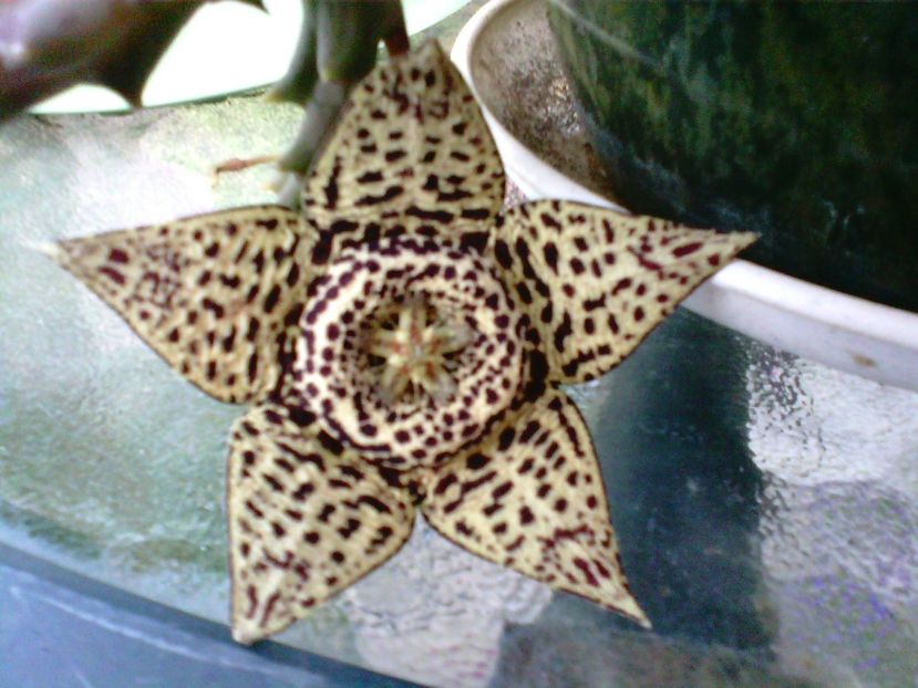 Orbea Variegata(Stapelia) - Stapelia-Orbea-Huernia