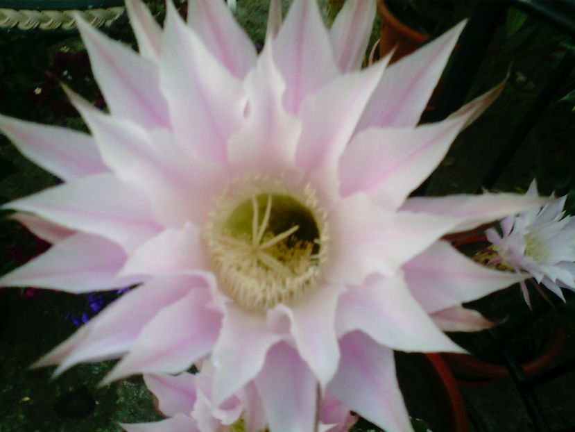 EchinopsisOxygona - Cactusi