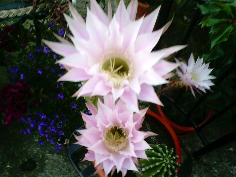 EchinopsisOxygona - Cactusi