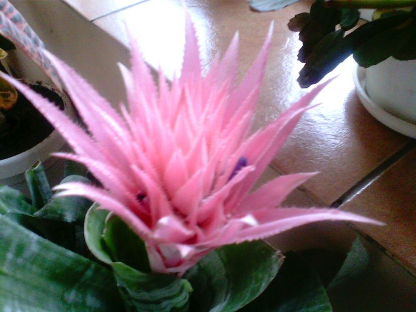 AechmeaFasciata-Bromelia - Suculente