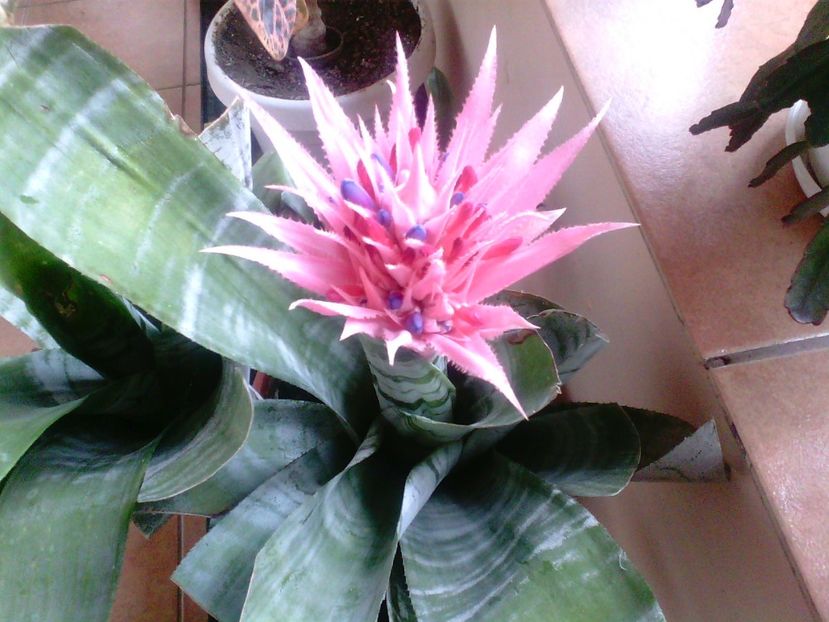 AechmeaFasciata-Bromelia - Suculente