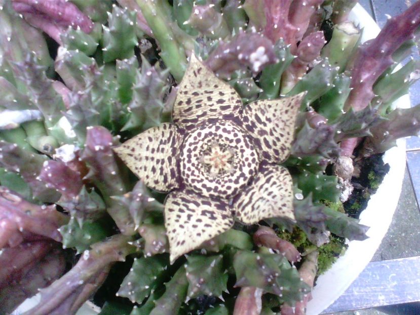 Orbea Variegata(Stapelia) - Stapelia-Orbea-Huernia