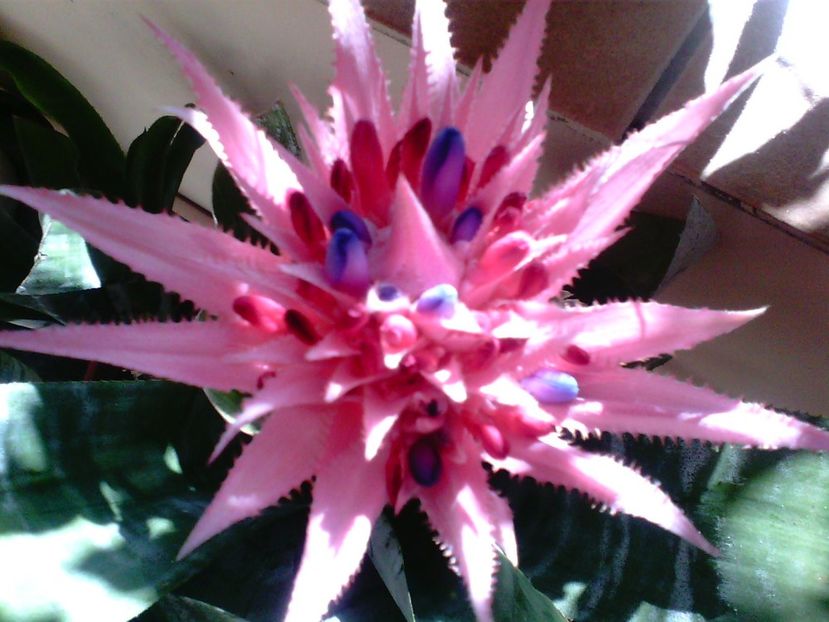 AechmeaFasciata-Bromelia - Suculente