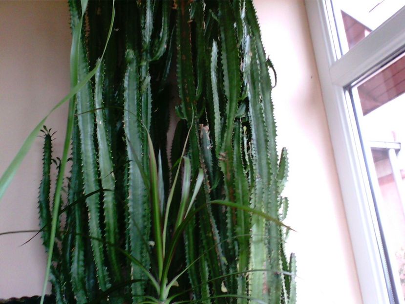 EuphorbiaTrigonas - Cactusi