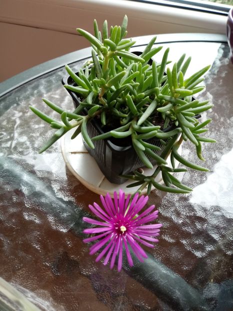 Delosperma Cooperi - Delosperma-Lampranthus