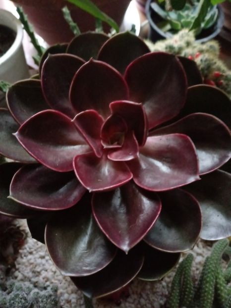 EcheveriaMagicRed - Echeveria si alte suculente asemanatoare