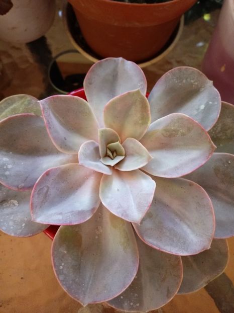 EcheveriaPerleVonNurnberg - Echeveria si alte suculente asemanatoare