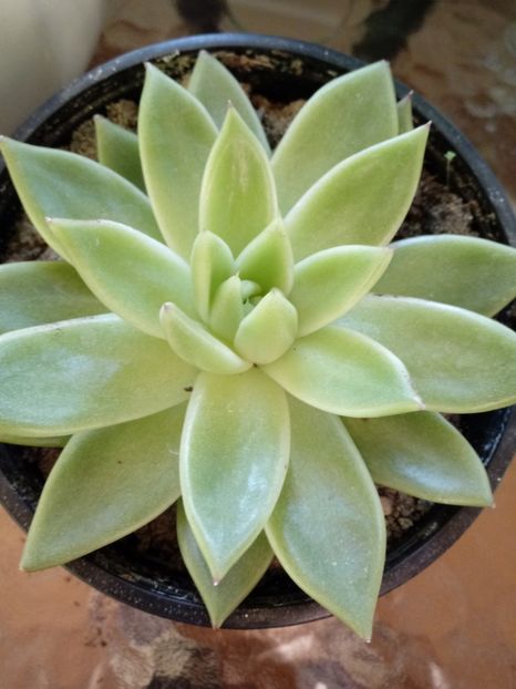 EcheveriaAgavoides - Echeveria si alte suculente asemanatoare