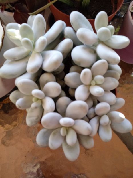 Pachyphytum Oviferum-planta drajeu - Echeveria si alte suculente asemanatoare