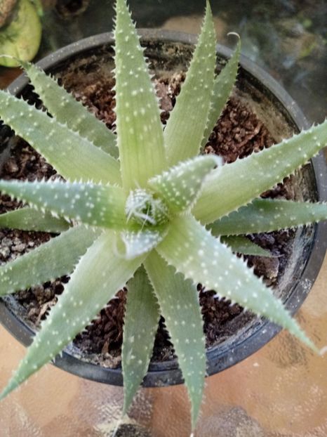 Aloe Aristata - Aloe