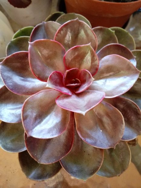 EcheveriaMagicalRed - Echeveria si alte suculente asemanatoare