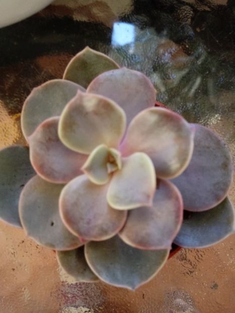 EcheveriaBlue - Echeveria si alte suculente asemanatoare