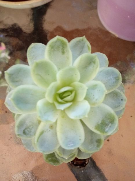 Echeveria Derenbergii - Echeveria si alte suculente asemanatoare